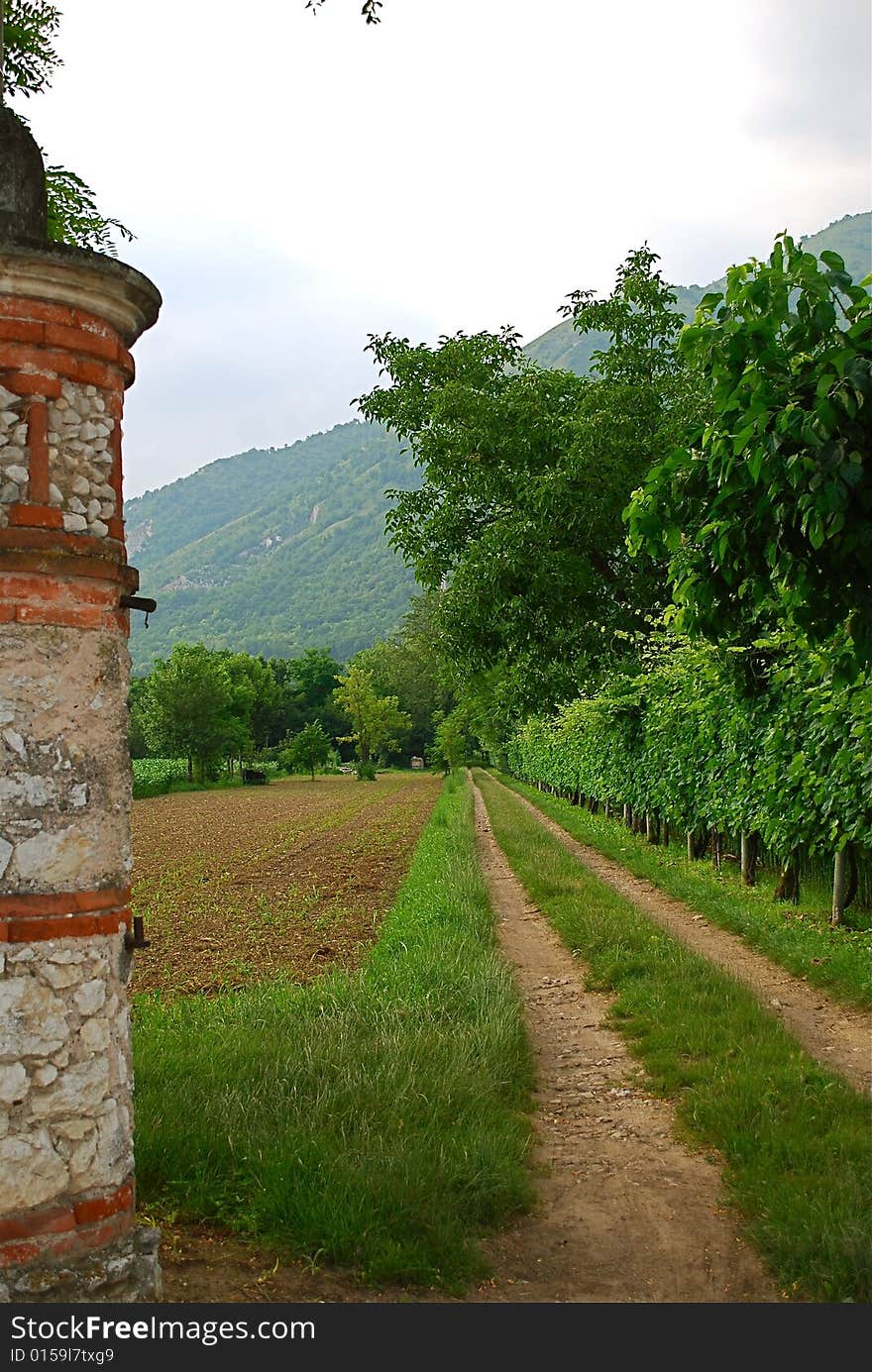 Country road douring the italian summer