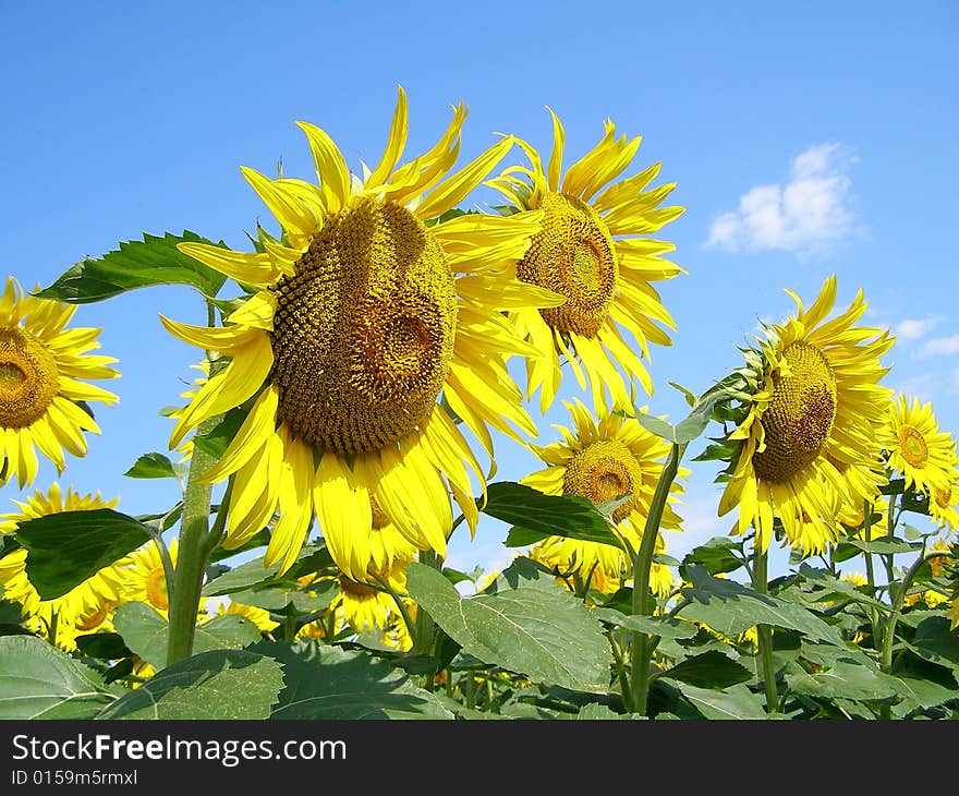 Brightly yellow sunflowers on the sun field