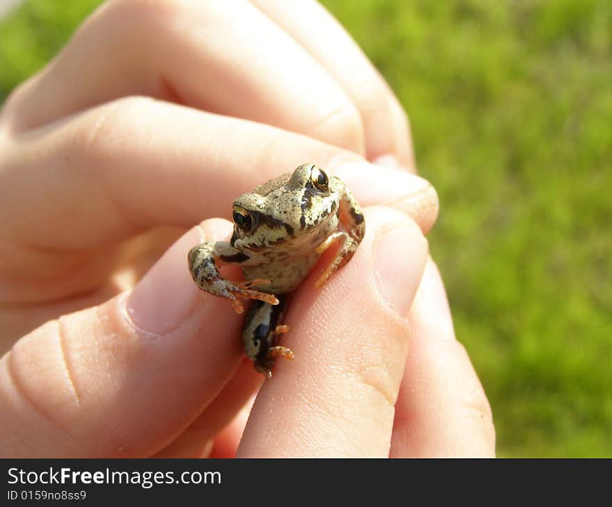 Little frog in child hands