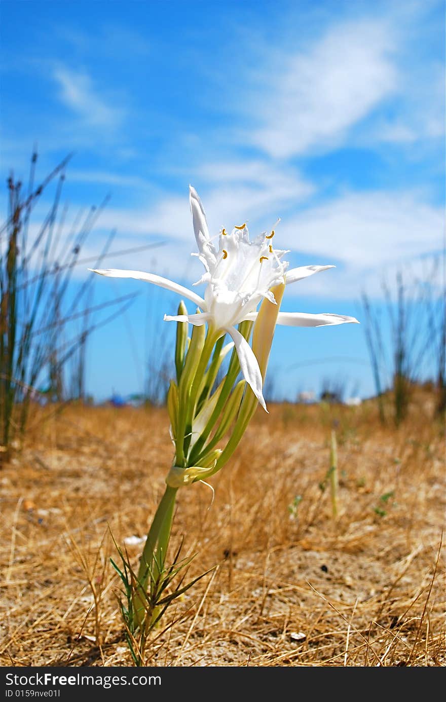 Flower on the beach