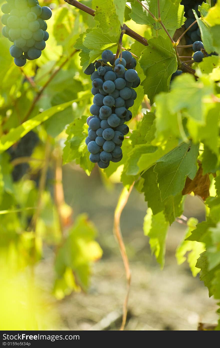 Red wine grapes in the vineyard. Red wine grapes in the vineyard