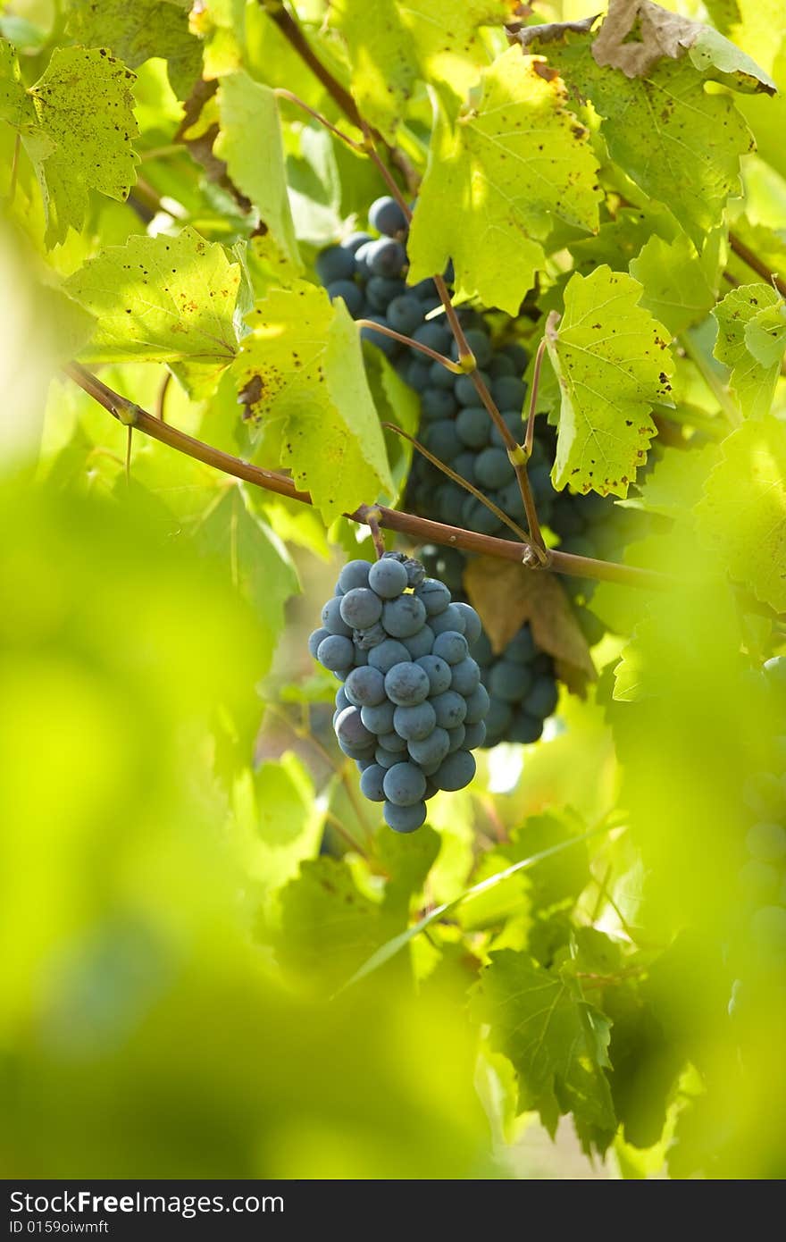 Red wine grapes in the vineyard. Red wine grapes in the vineyard