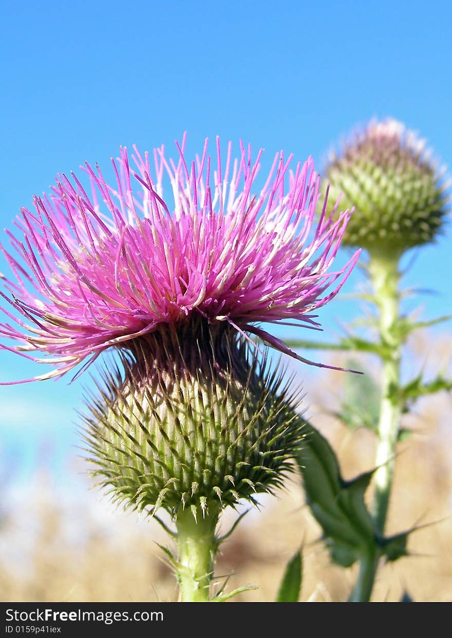 A young prickly thistle reaches after a sun