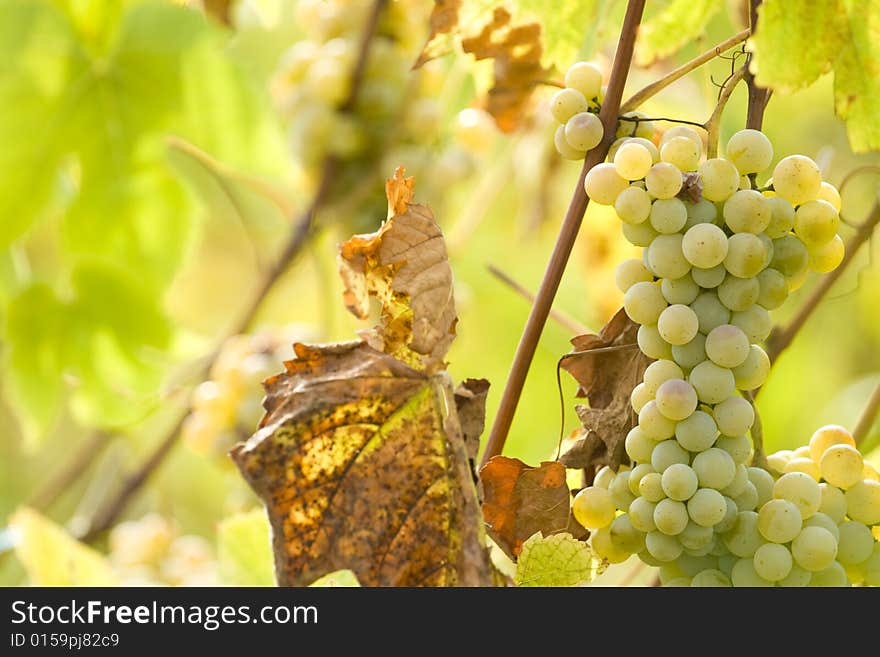 White grapes in the vineyard