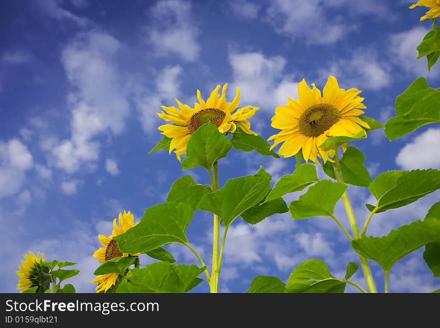 View of nice fresh sunflowers on blue sky back. View of nice fresh sunflowers on blue sky back