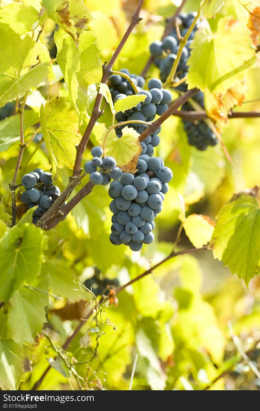 Grapes On The Vine