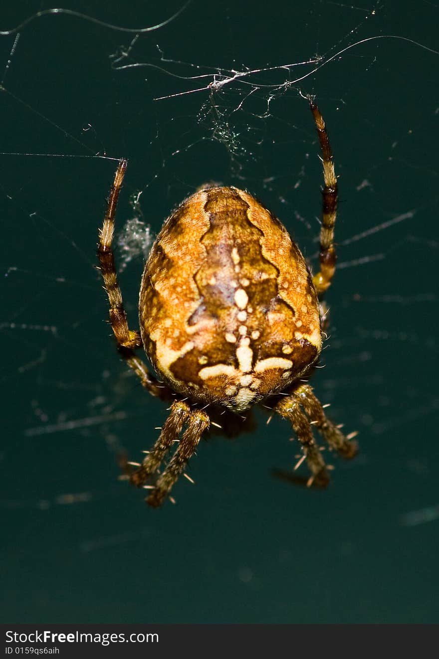 A spider in its web , taken with a sigma 105mm macro and 40d