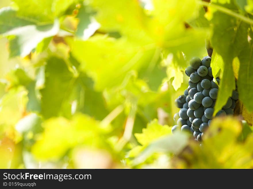 Grapes on the vine