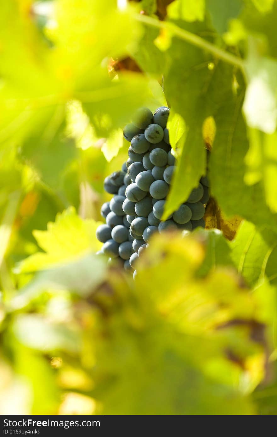 Grapes On The Vine