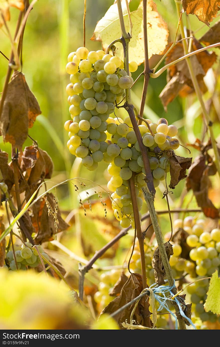 Close up of white grapes in the vineyard