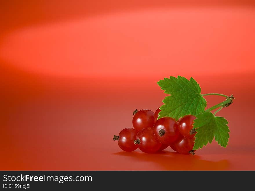 Nice Currant