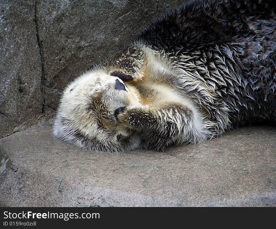 Sea Otter