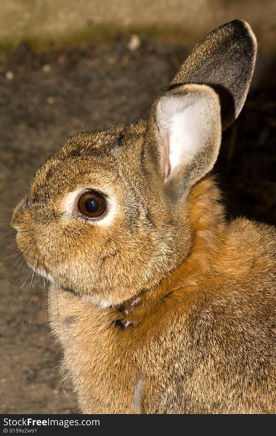 Agger the rabbit