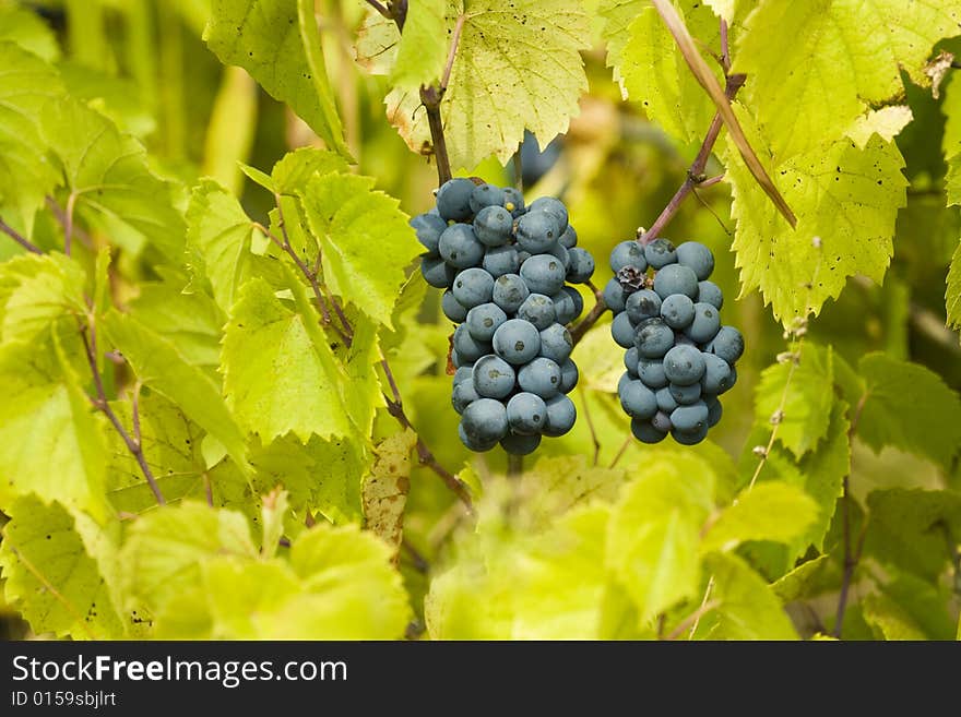 Grapes On The Vine