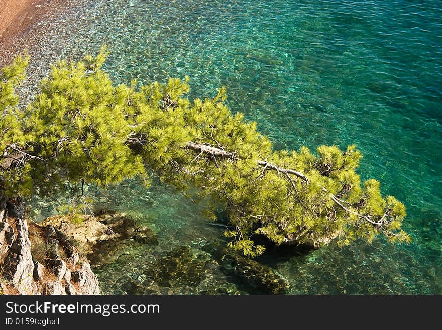 Beautiful mediterranean coastline. Pine branch over thesea. Sveti Stefan. Beautiful mediterranean coastline. Pine branch over thesea. Sveti Stefan