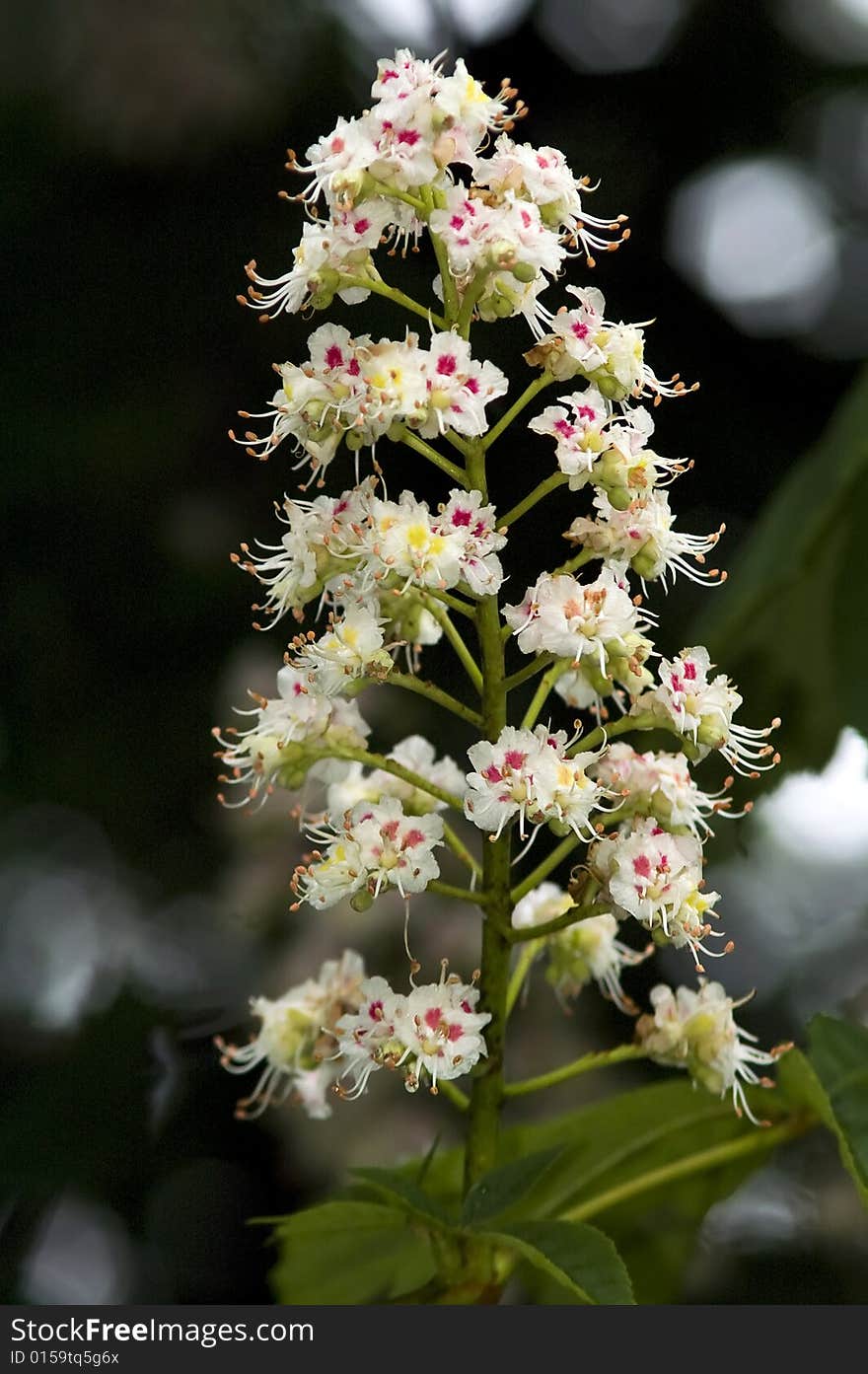 Bloom chestnut against dark background