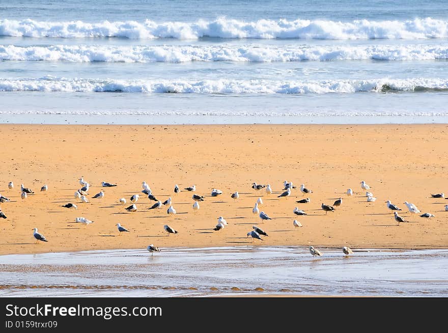 Many seagulls on a sandy beach. Many seagulls on a sandy beach