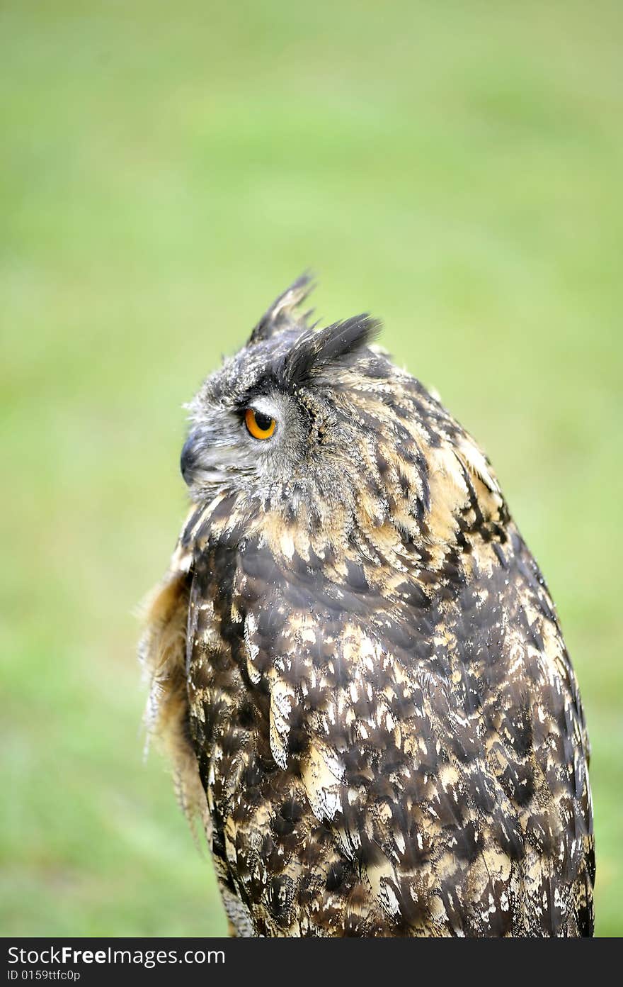 Stock owl prowling in the nature. Stock owl prowling in the nature