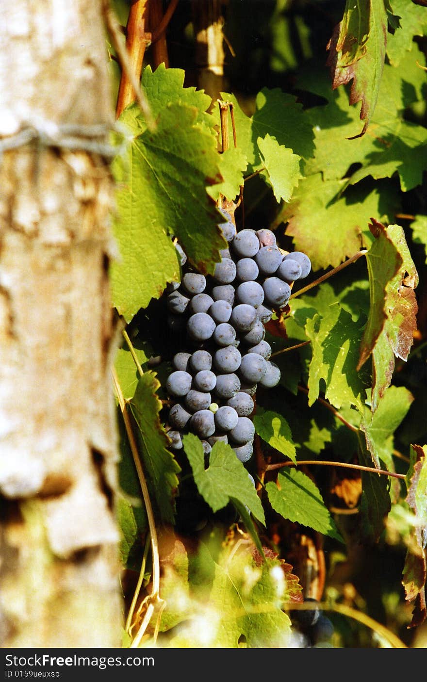 Grapes on the vine in an Italian field. Grapes on the vine in an Italian field