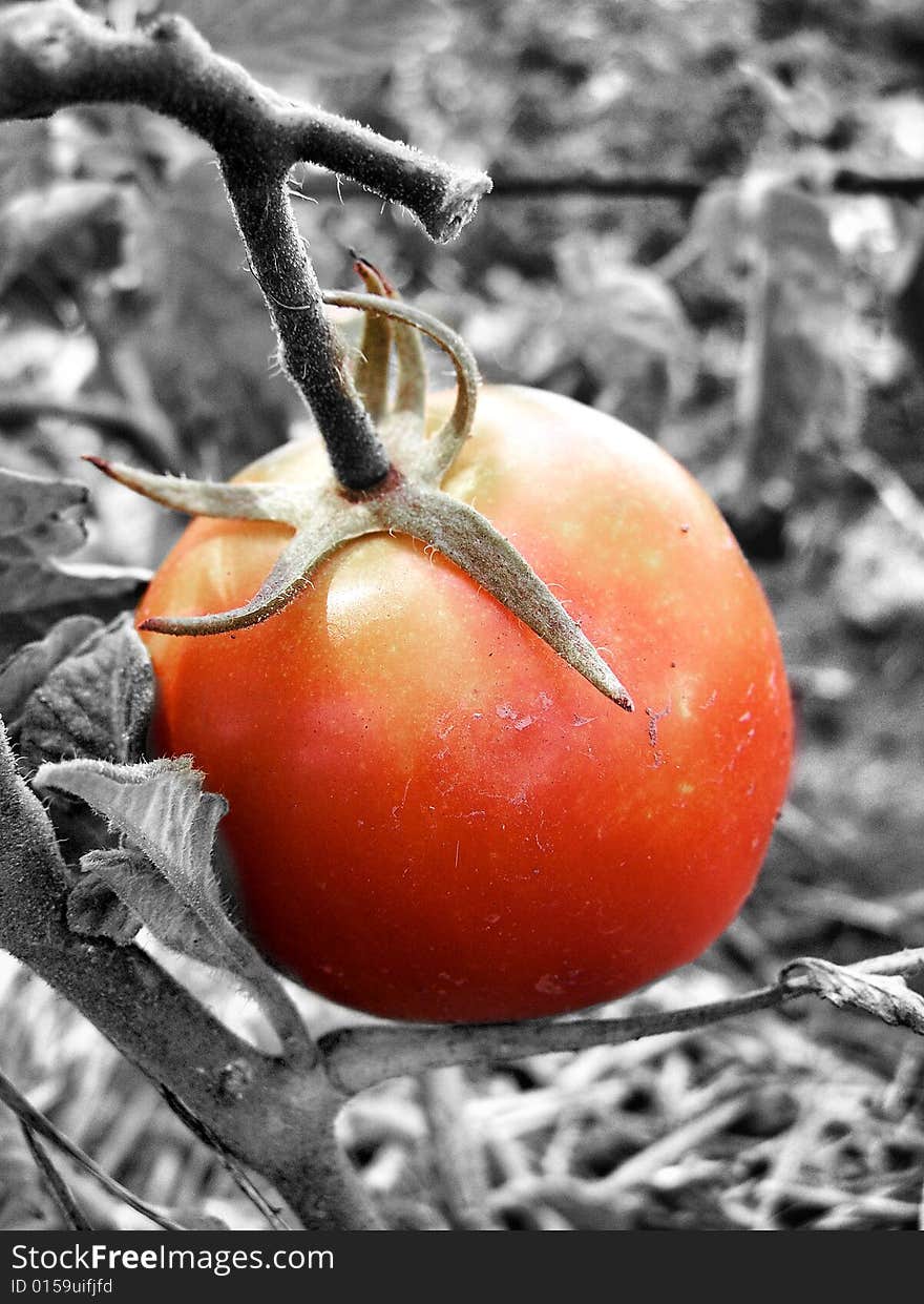 Black and white with a red tomato.