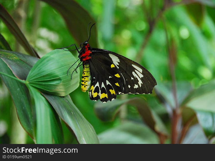 Butterfly At Kuranda