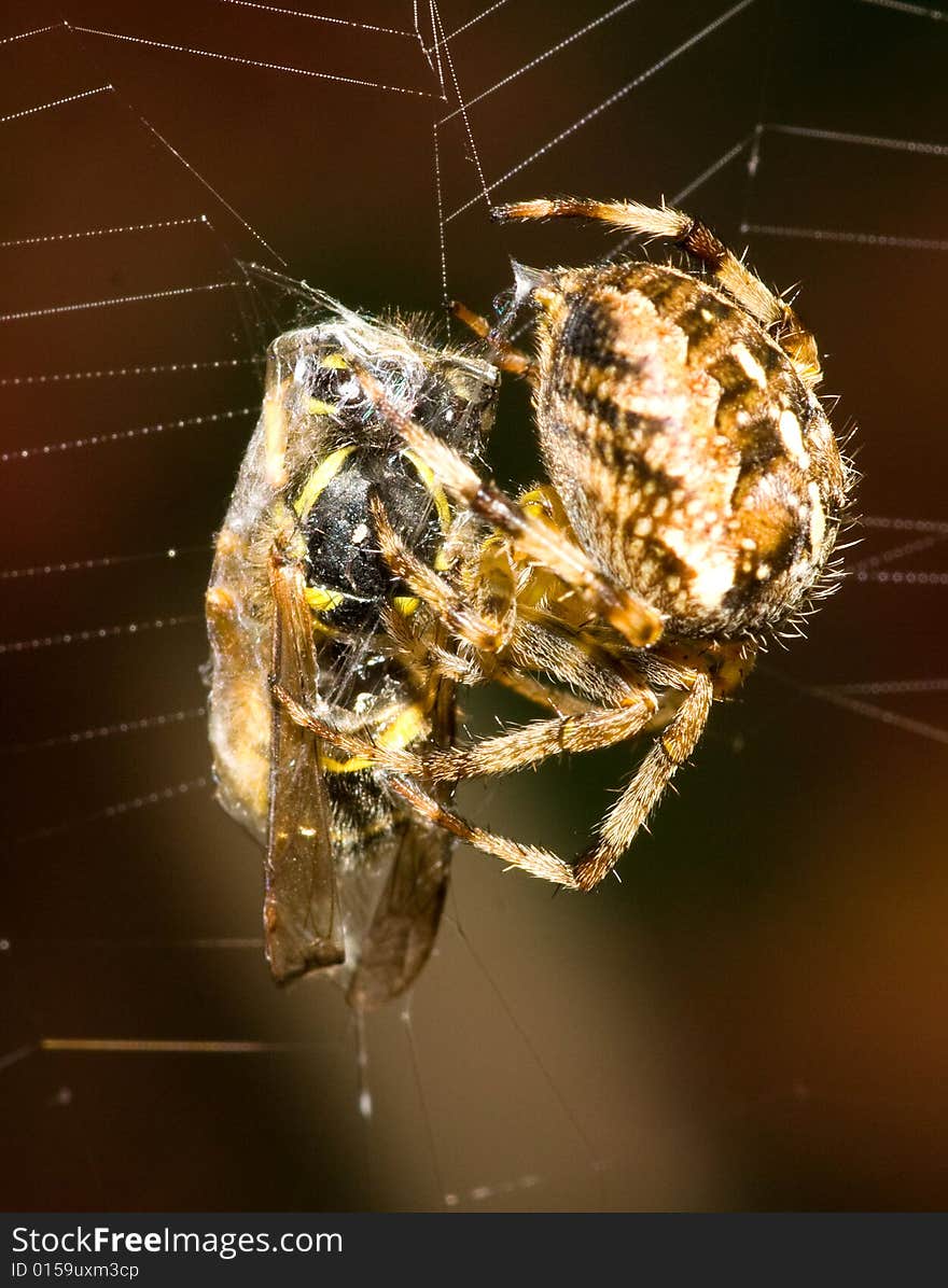 A spider wrapping up a wasp that landed in its trap. A spider wrapping up a wasp that landed in its trap