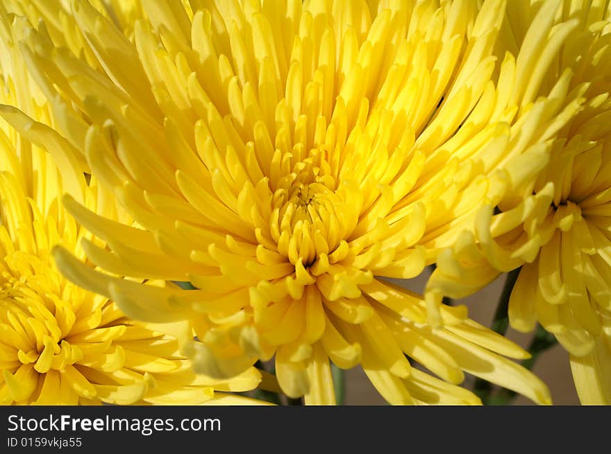 Yellow Flower