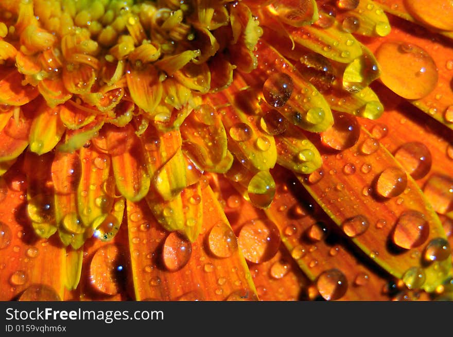 Close up photo of an orange gerbera splashed with water