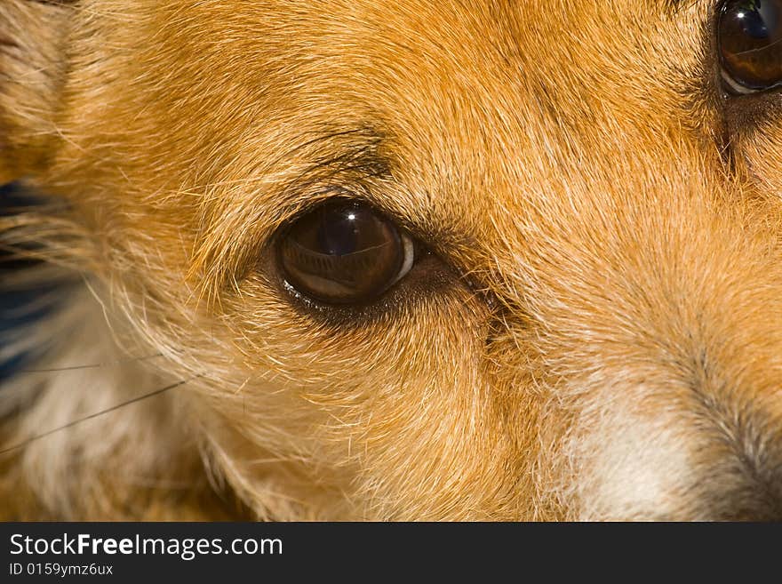 Close up of lucy our jack russel