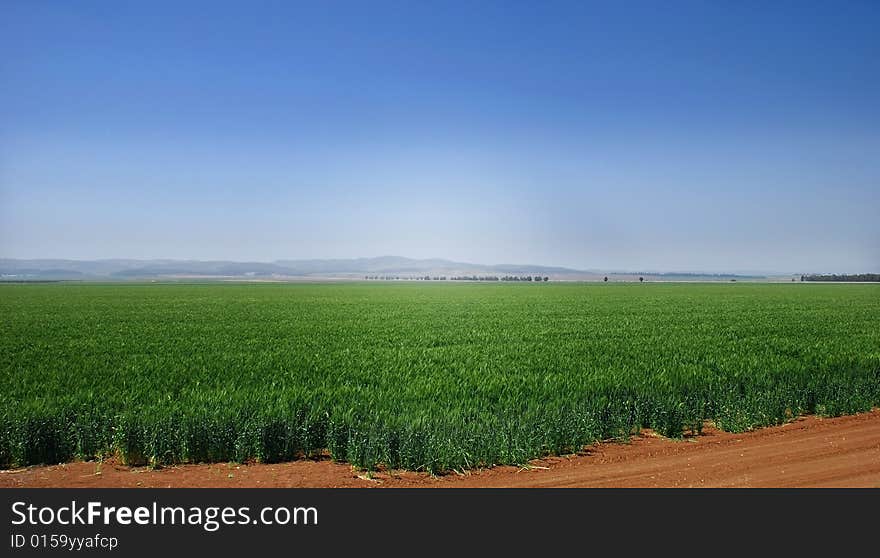 A wheat field in north israel