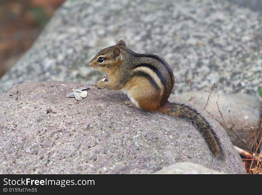 Cute Chipmunk