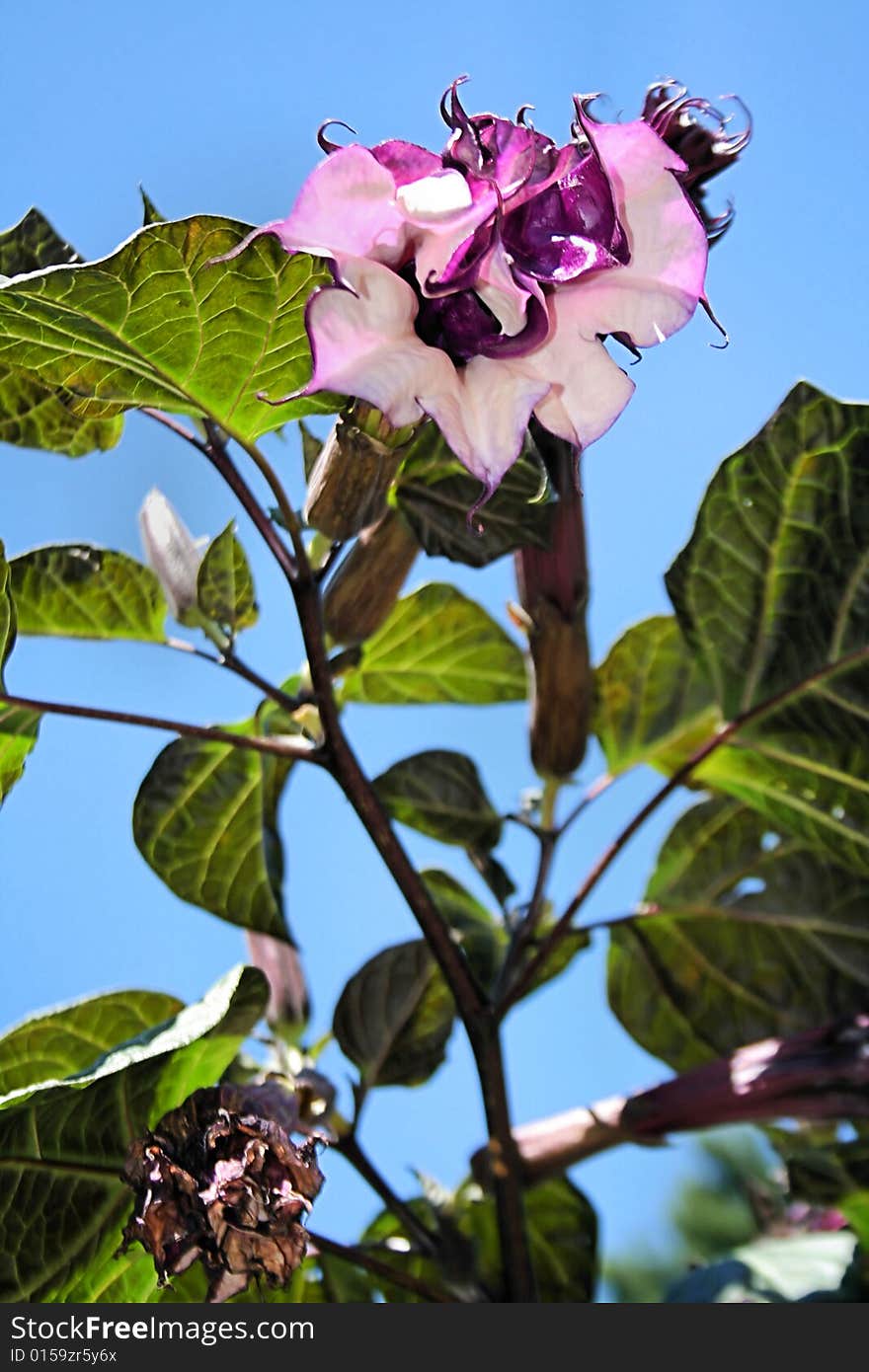 A white and purple angel's trumpet flower, aka a downy thorn apple Datura cornucopia, on a plant with large leaves in front of a clear blue sky