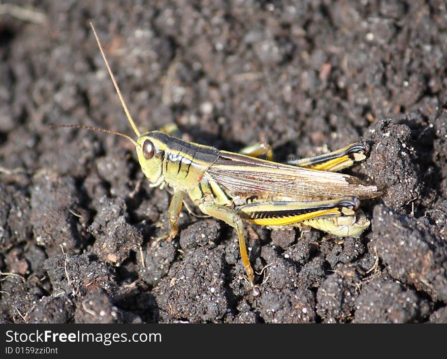 Grasshopper