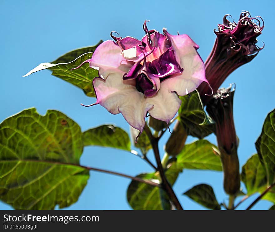 A white and purple downy thorn apple Datura Cornucopia flower, on a plant with large leaves in front of a clear blue sky