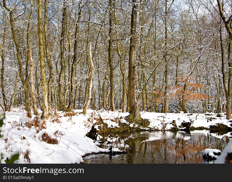 Winter woodlands near the lake, landscape. Winter woodlands near the lake, landscape