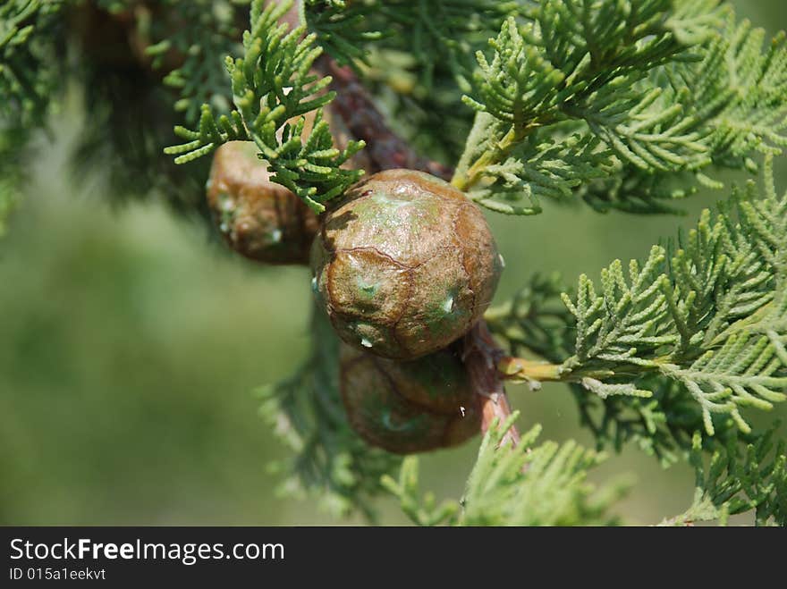 The conifers on cypress tree. The conifers on cypress tree