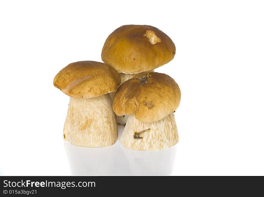 It is a lot of ceps on a white background. It is a lot of ceps on a white background