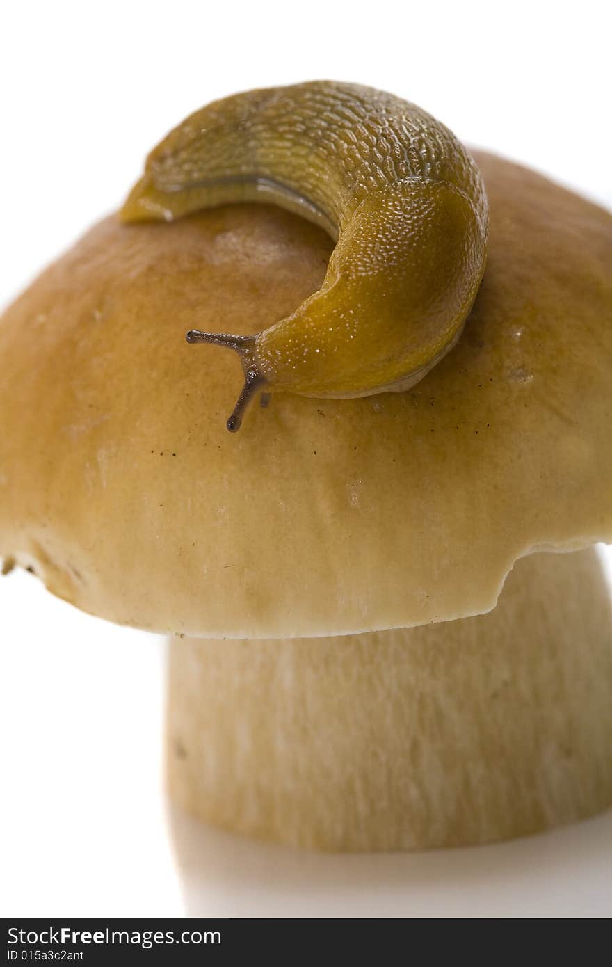 The snail creeps on a cep hat. The snail creeps on a cep hat