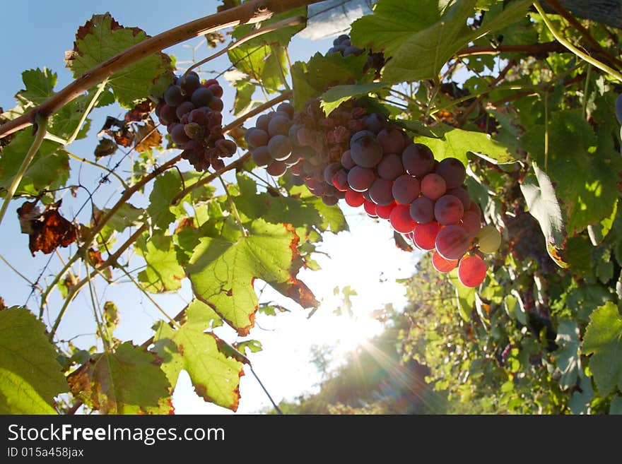 Close view of red grapes (Nebbiolo grape varieties), Piedmont hills, north Italy. Close view of red grapes (Nebbiolo grape varieties), Piedmont hills, north Italy.