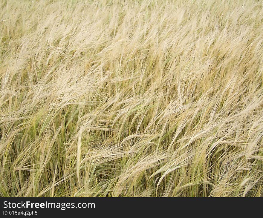 Close-up of a barley field - outdoor shot. Close-up of a barley field - outdoor shot