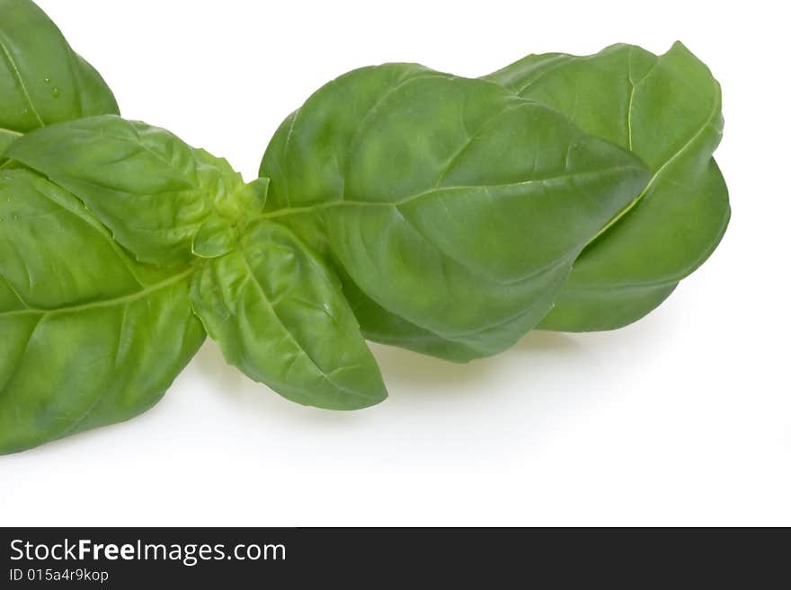 Basil leaf