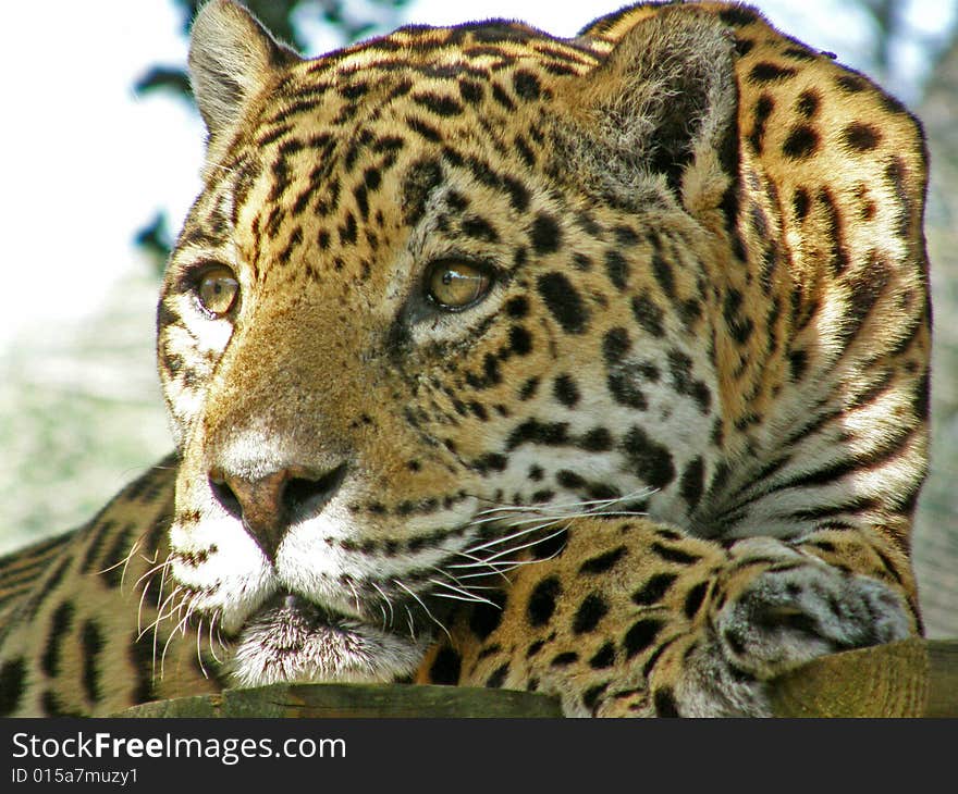 A female jaguar's resting with a dreamy look.
. A female jaguar's resting with a dreamy look.