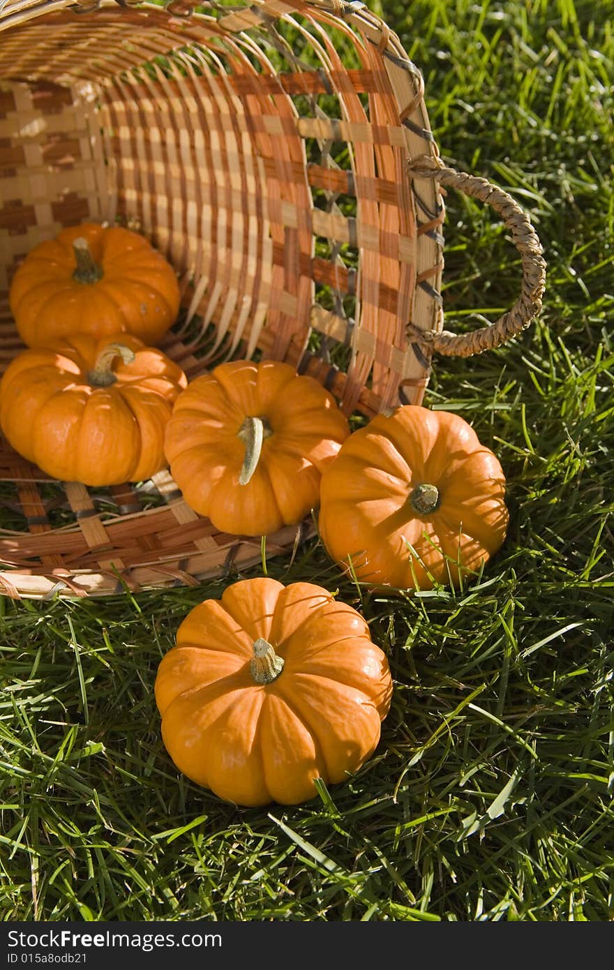 Colorful mini pumpkins in a basket. Colorful mini pumpkins in a basket