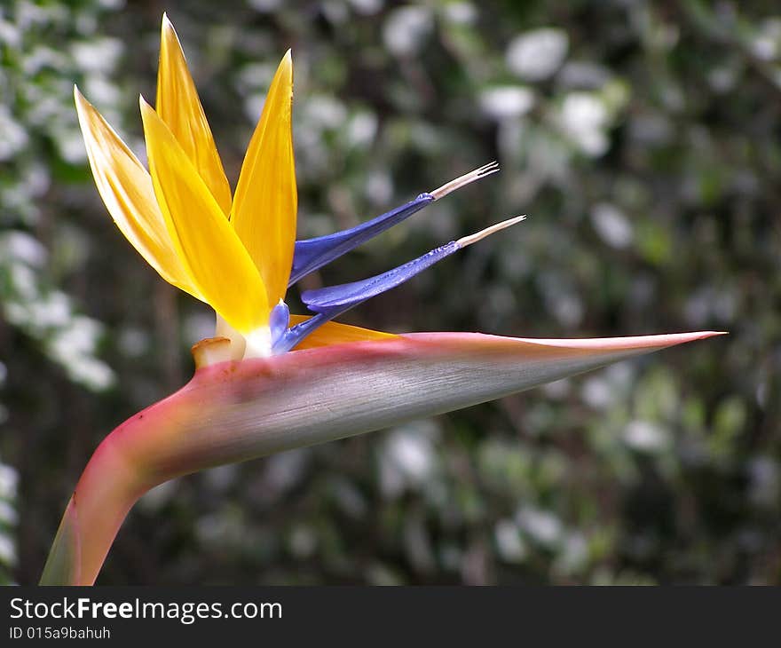 Bird of Paradise