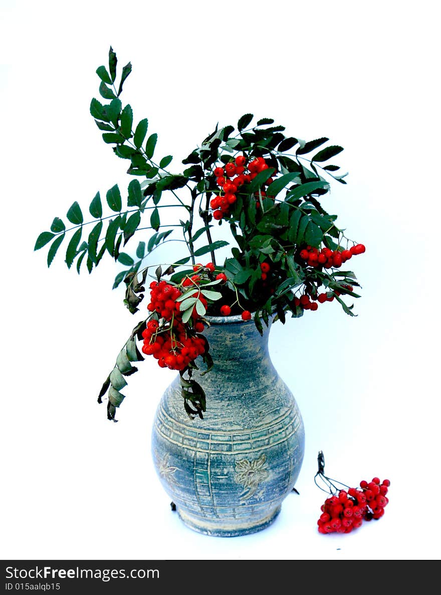 Ash-berry In Vase