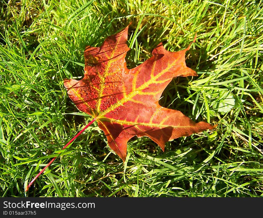 The red maple leave on green grass. The red maple leave on green grass