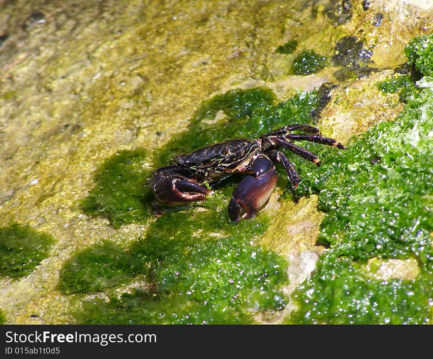 Black Crab on Sea Weed and Rocks