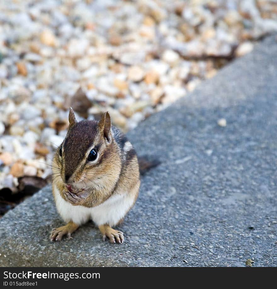 Eastern Chipmunk