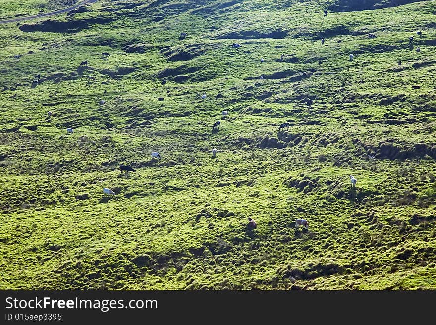 Cows grazing free in a green pasture landscape of Pico island, Azores, Portugal. Cows grazing free in a green pasture landscape of Pico island, Azores, Portugal