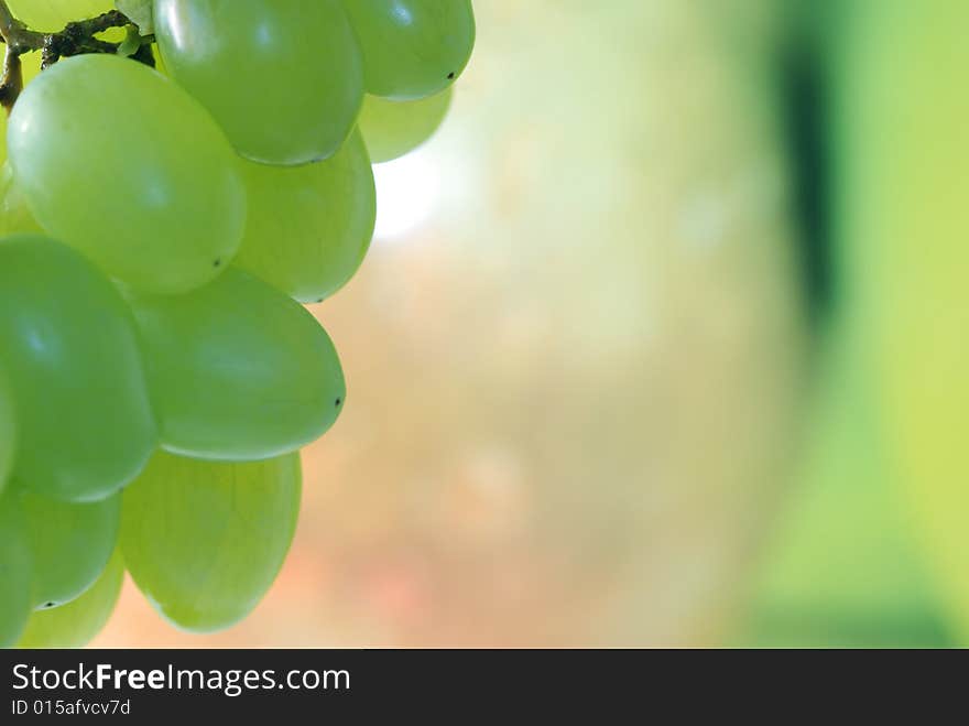 Fresh green grapes with blurred background for using as copy space. Fresh green grapes with blurred background for using as copy space